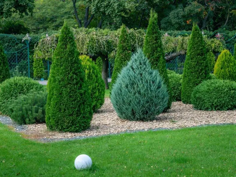 Grădină amenajată cu stil: Tipuri de brazi ornamentali ideali într-o gradină chic