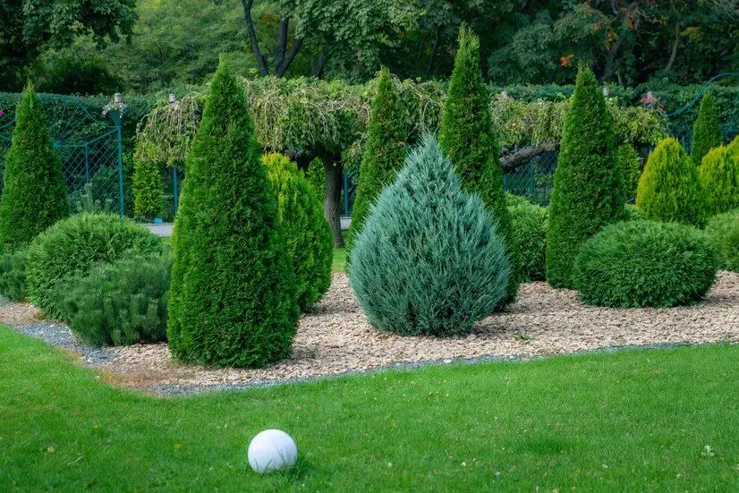 Stylish Garden Design: Ideal Ornamental Spruce Types for a Chic Garden