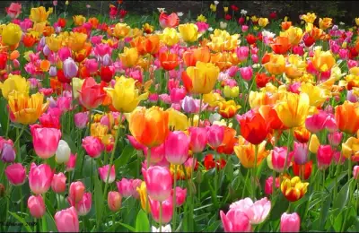 How to Plant Tulips (VIDEO)