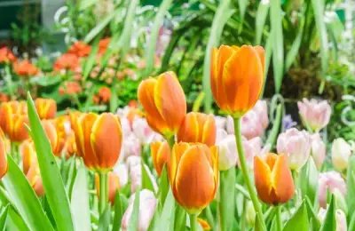 The Most Suitable Landscape Design for a Garden at the Beginning of Spring