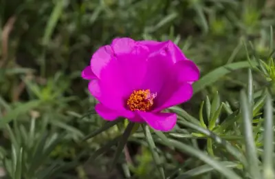 Planting Stone Flower: A Guide