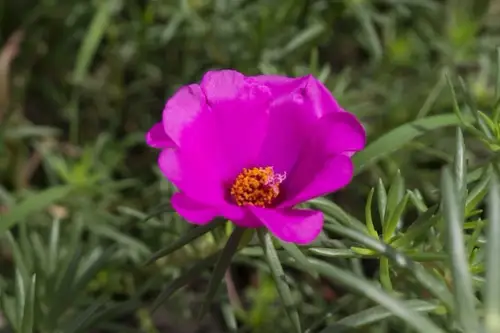 Cum se planteaza Floarea de Piatra?