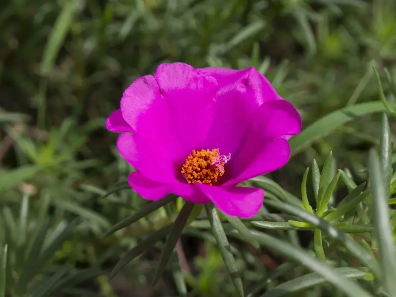 Cum se planteaza Floarea de Piatra?