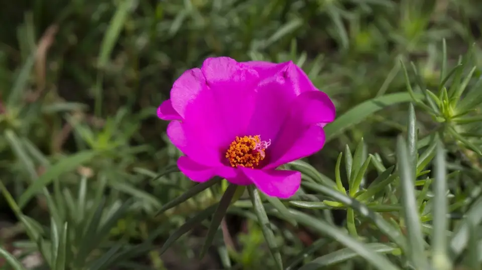 Cum se planteaza Floarea de Piatra?