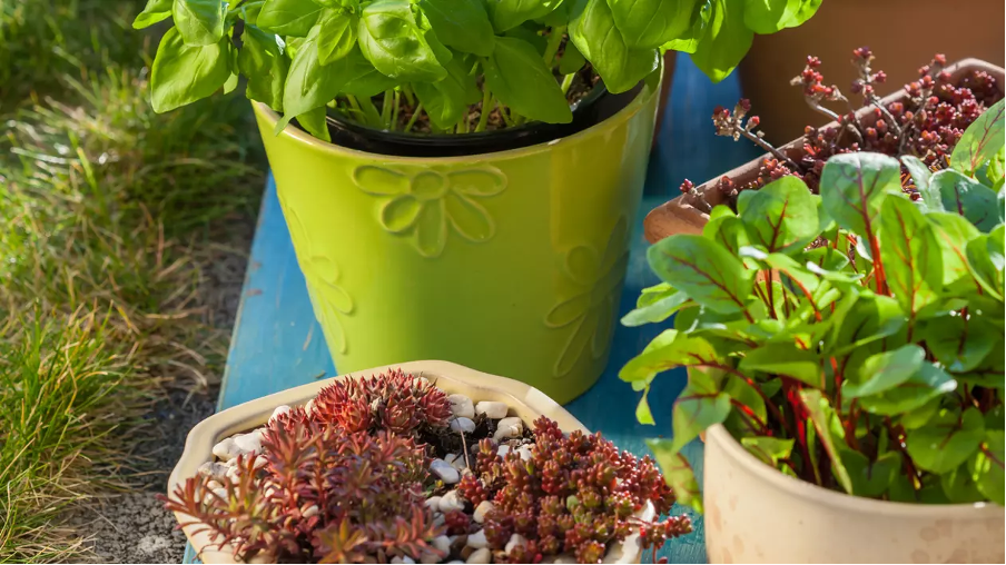 Plants That Repel Insects - Natural & Decorative