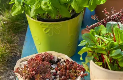 Plants That Repel Insects - Natural & Decorative