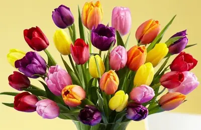 How to Plant Tulips