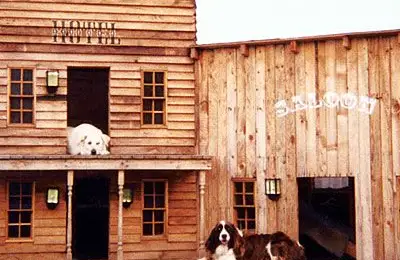 10 Unique Dog House Ideas