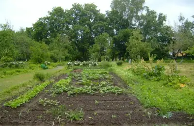 Transplanting and Planting Vegetables in the Field