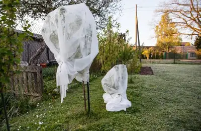 Protecting Fruit Trees During Winter: Useful Tips