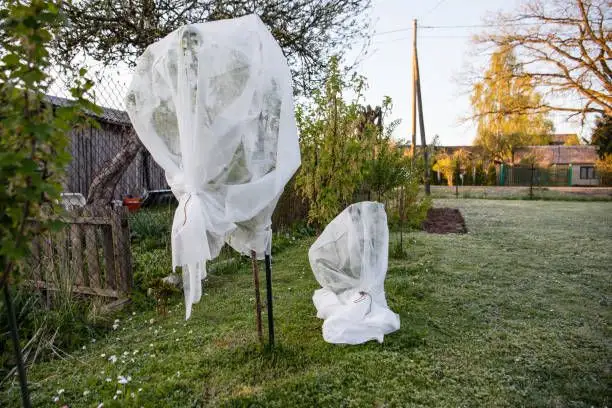 Protejarea arborilor fructiferi în timpul iernii: Sfaturi utile