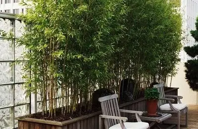 Decorate Your Balcony with Bamboo Shrubs