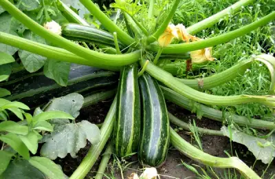Tutorial: How to Plant and Grow Zucchini (VIDEO)