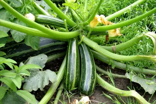 TUTORIAL: Cum sa plantezi si cum sa cresti zucchini? (VIDEO)
