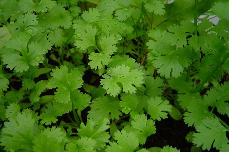 Coriandrul – un condiment pentru orice gradina