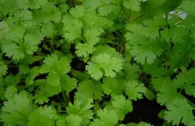 Coriander: A Spice for Every Garden