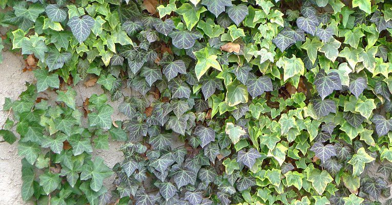 Cum să alegi cele mai bune plante de umbră pentru grădină