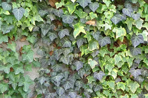 Cum să alegi cele mai bune plante de umbră pentru grădină