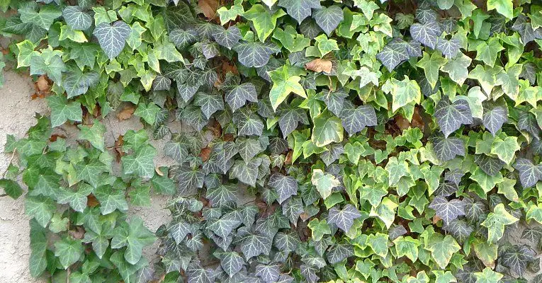 Cum să alegi cele mai bune plante de umbră pentru grădină