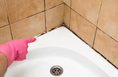 Baia: A True Mold Paradise: How Do We Protect It?
