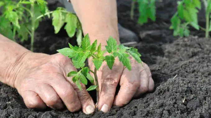 Calendarul lucrărilor de grădinărit: ce trebuie făcut în fiecare lună