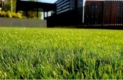 The Complete Guide to Summer Lawn Care