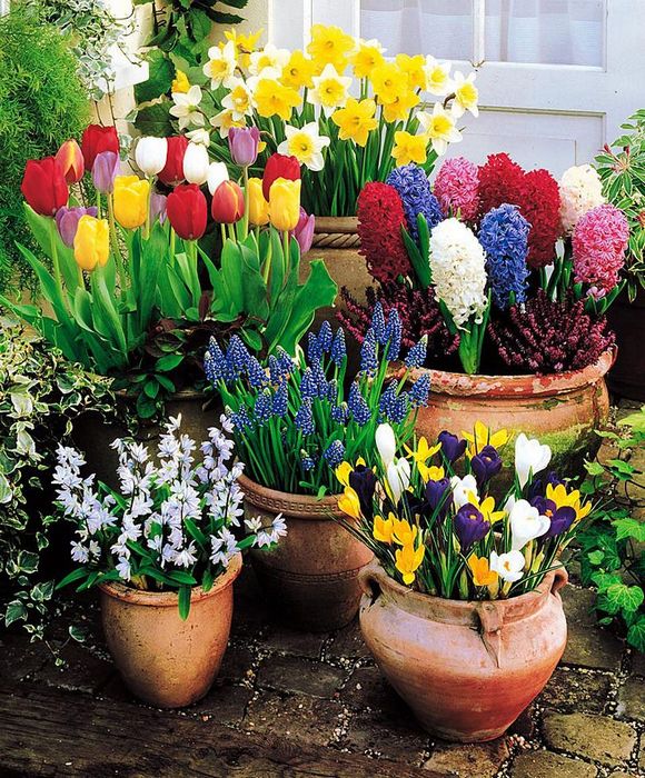Spring Aroma in Your Home