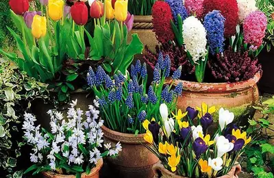 Spring Aroma in Your Home