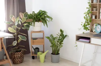 How to Organize Your Room for Plants