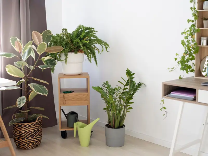 Cum sa ordonezi camera pentru plantele tale