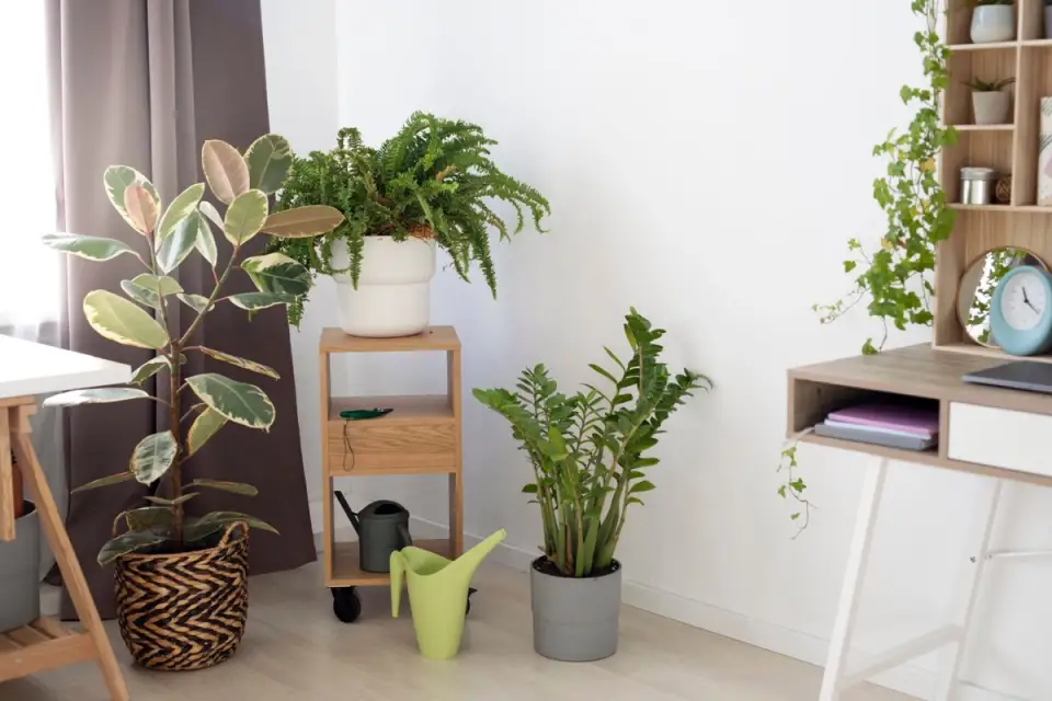 Cum sa ordonezi camera pentru plantele tale