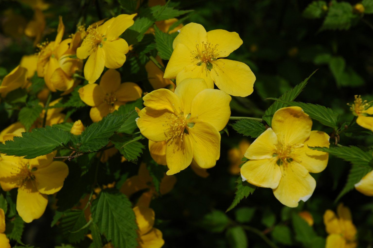 Japanese Yellow Rose - Kerria japonica