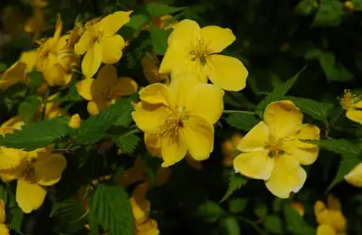 Japanese Yellow Rose - Kerria japonica