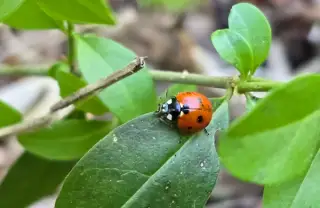Cum hrănim corect plantele? Partea II. Ghid despre nutrienți, NPK și absorbția lor, importanța solului.