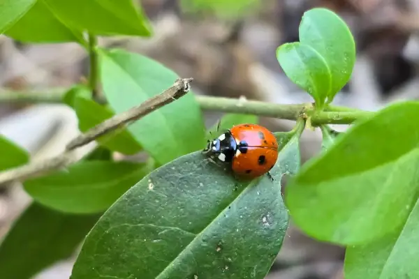 Cum hrănim corect plantele? Partea II. Ghid despre nutrienți, NPK și absorbția lor, importanța solului.