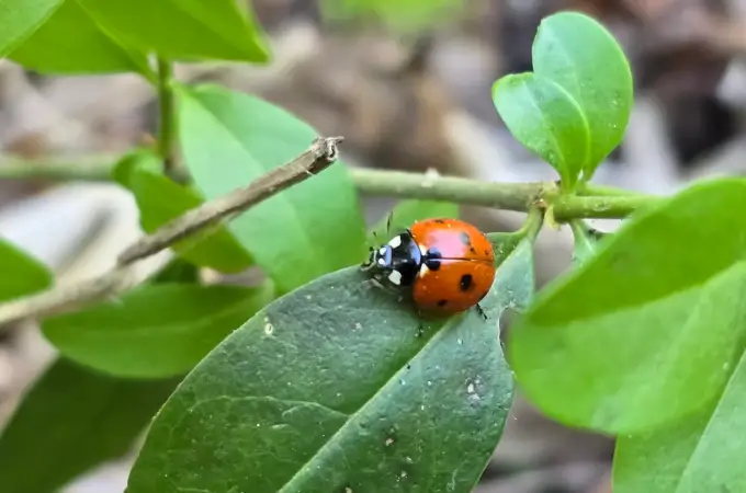 Cum hrănim corect plantele? Partea II. Ghid despre nutrienți, NPK și absorbția lor, importanța solului.
