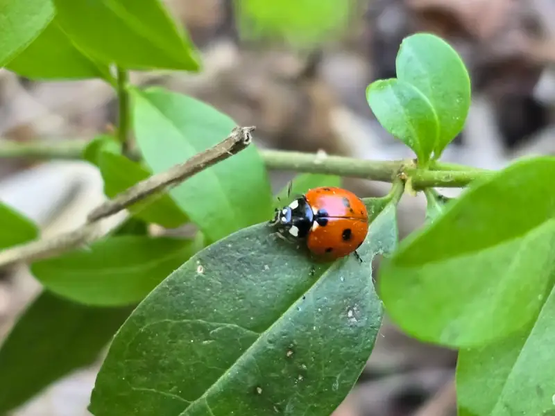 Cum hrănim corect plantele? Partea II. Ghid despre nutrienți, NPK și absorbția lor, importanța solului.