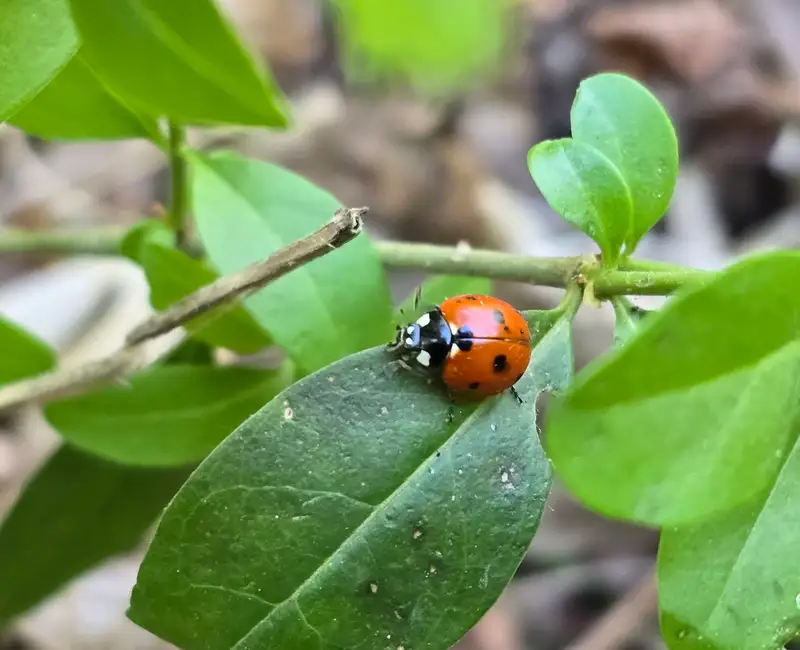 Cum hrănim corect plantele? Partea II. Ghid despre nutrienți, NPK și absorbția lor, importanța solului.