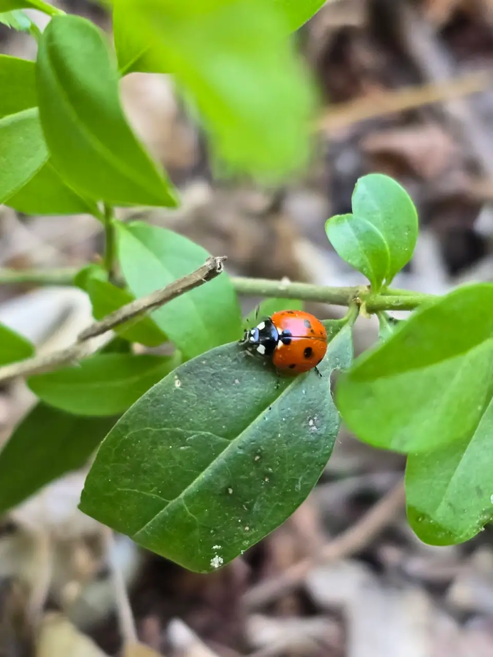 Cum hrănim corect plantele? Partea II. Ghid despre nutrienți, NPK și absorbția lor, importanța solului.