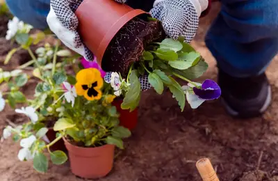 The Complete June Gardening Guide: Essential Tasks, Tips, and Medicinal Plants