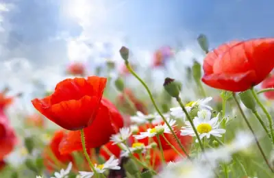 Plants That Bloom All Summer