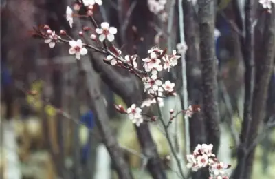 How to Grow and Prune a Plum Tree (VIDEO)