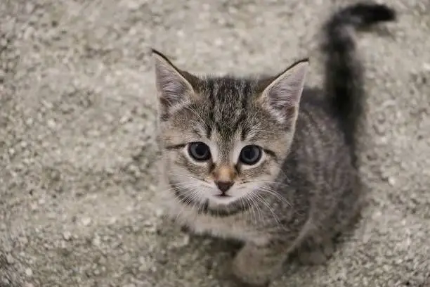 Cum să obișnuiești pisoiul cu litieră când locuiești într-un apartament