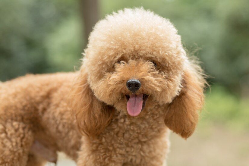 What Breed of Dog to Choose If You Have Pet Allergies