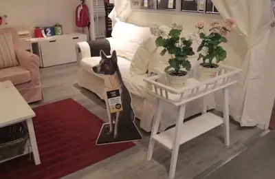 Street Dogs Integrated into Advertising Campaigns
