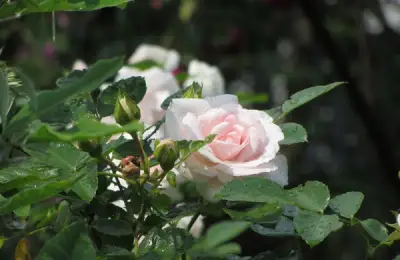 Caring for Roses in Autumn Months