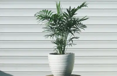 Growing and Caring for a Bamboo Palm
