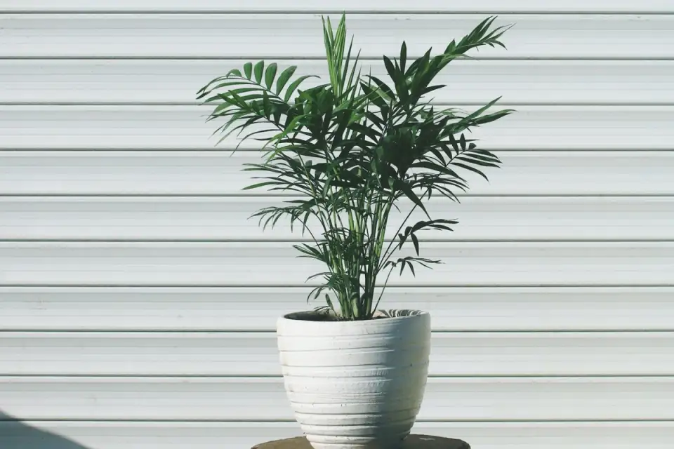 Growing and Caring for a Bamboo Palm
