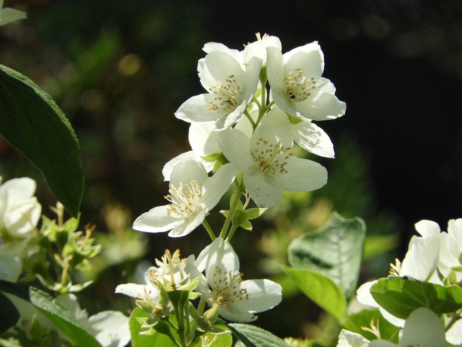 Iasomia, plantare si beneficii