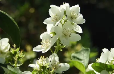 Jasmine: Planting and Benefits